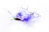 Tips voor Splash foto’s