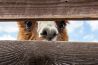 Grappige foto's maken: leren met humor