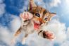 Springende kittens vastgelegd in een fotoreportage 