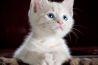 Afleidingen beperken bij dierenfotografie