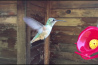 Een kolibrie in slow-motion 