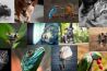 Dierendag op Digifoto