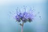 In de spotlight: ‘Magic of Spring’ van Natascha Meijndershagen