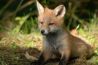 Wildlife fotografie met een cameraval