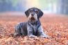Dierendag: de leukste foto's uit de gallery