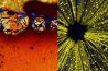 Microscoopfotografie: De verborgen schoonheid van onverwachte objecten