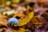 Hoe maak je mooie foto's aan het einde van de herfst? 