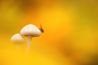 Basiscursus: Macrofotografie