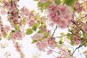 Leren: Bloesembomen fotograferen