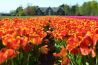 Tijd voor tulpen