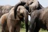 Hoe maak je de mooiste foto’s op safari? Wij hebben 6 tips op een rijtje gezet!