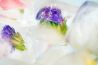 IJsbloemen fotograferen