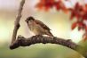 Vogels fotograferen: waar te beginnen?