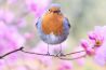 Vijf manieren om vogels te fotograferen