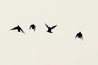 Minimalistische fotografie tips voor Starters