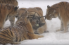 Siberische tijger haalt drone uit de lucht