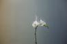 Brandende bloemen