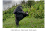 WINNAARS NIKON COMEDY WILDLIFE AWARDS 2025 BEKENDGEMAAKT