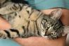 Internationale kattendag: de mooiste kattenfoto's uit de gallery!