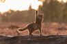 Fijne Dierendag: de leukste foto's uit de gallery