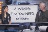 Video: tips om wilde dieren te fotograferen