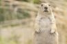 De beste tips om dieren te fotograferen - Thuis en in de dierentuin