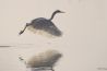 Vogelgriep en natuurfotografen