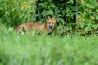 Tips: dieren in het wild fotograferen