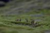 Macrofotografie tips: van detail naar landschap
