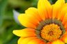 Leren: Het juiste moment om bloemenfoto’s te maken